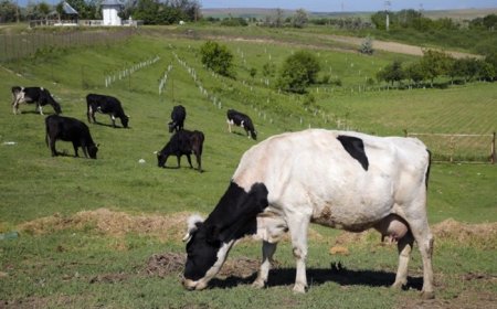 Gassy Cows And Pigs Will Face Carbon Tax In Denmark, A World First