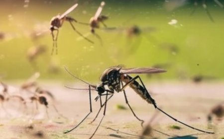 Dengue Cases Spike in Bengaluru: How Temperature Affects Rise in Mosquito-Borne Infection? Here is What We Know