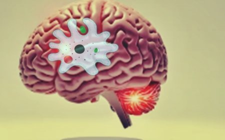 What Is Brain-Eating Amoeba That Has Killed Two In Kerala? All You Need To Know