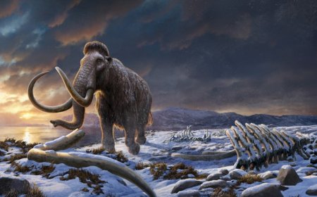 The last woolly mammoths offer new clues to why the species went extinct