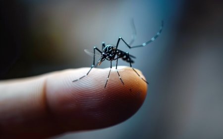 Dengue Fever: 5 Strategies to Prevent The Risk of Mosquito-Borne Disease in Monsoon