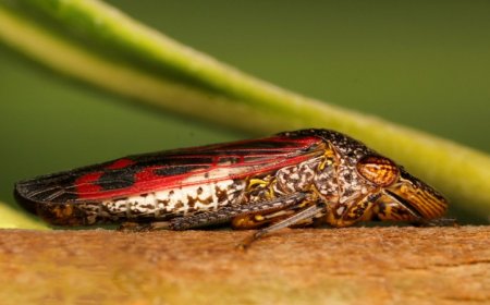 50 years ago, scientists ID’d a threat to California wine country