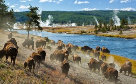 More people have been caught being stupid around bison at Yellowstone
