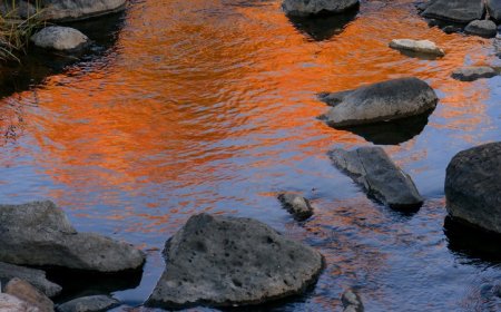 Federally unprotected streams contribute most of the water to U.S. rivers