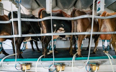 Bird flu viruses may infect mammary glands more commonly than thought