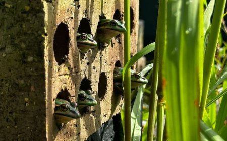 Tiny saunas help frogs fight off chytrid fungus