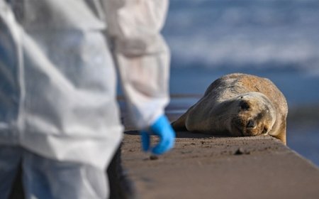 Bird flu has been invading the brains of mammals. Here’s why