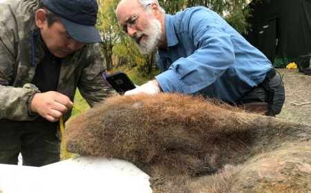 Freeze-drying turned a woolly mammoth’s DNA into 3-D ‘chromoglass’