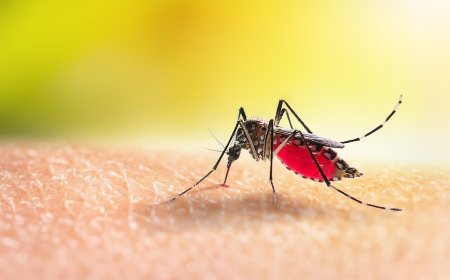 Dengue Fever: How it Can Impact Your Brain And Nervous System? Expert Reveals!