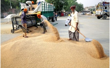 Pakistan: Shehbaz Sharif Govt Imposes Ban On Wheat Import, Flour Export