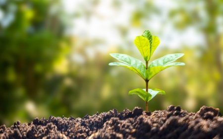 Plants might not hold on to carbon as long as we thought