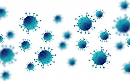 Chandipura Virus in Gujarat: What is the Deadly Virus That Has Claimed 6 Lives? All You Need to Know