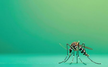 How to Differentiate Between Zika Virus and Dengue? Expert Reveals