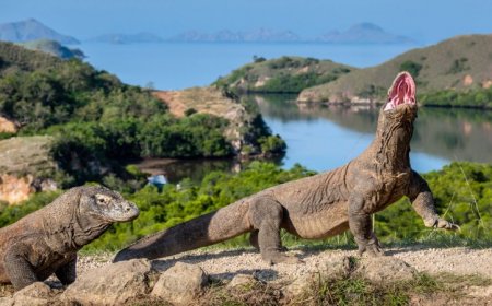 Komodo dragon teeth get their strength from an iron coat