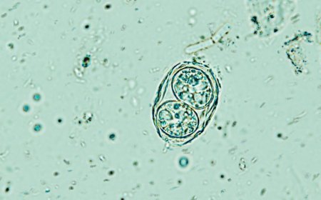 Getting drugs into the brain is hard. Maybe a parasite can do the job