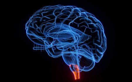 Stopping cachexia at its source could reverse wasting from cancer