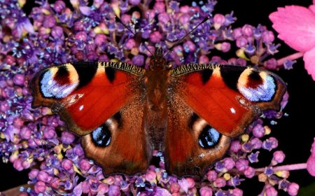 Static electricity may help butterflies and moths gather pollen on the fly