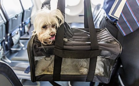 The CDC has tightened rabies regulations for imported dogs. Here’s why