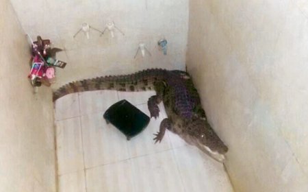 Crocodiles ‘Move’ To Homes In Vadodara After Flooding Of Vishwamitri River, Streets: WATCH VIDEOS