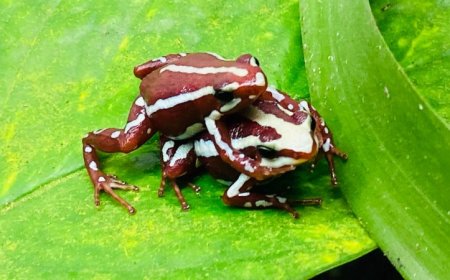Pheromone fingers may help poison frogs mate