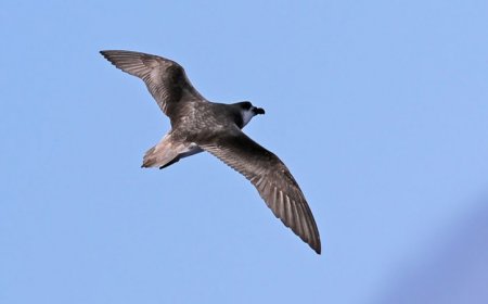 Why a small seabird dares to fly toward cyclones