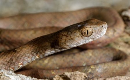 Hundreds of snake species get a new origin story