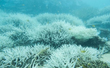 Record-breaking Coral Sea temperatures threaten the Great Barrier Reef