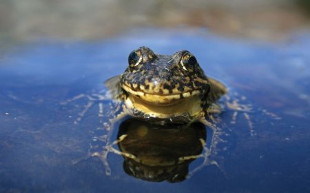 A frog’s story of surviving a fungal pandemic offers hope for other species