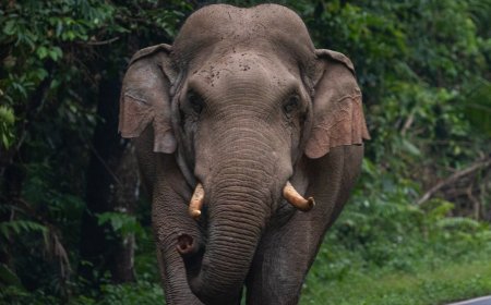 4 Persons Trampled To Death By Elephant In Chhattisgarh