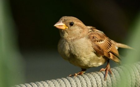 A risk-tolerant immune system may enable house sparrows’ wanderlust