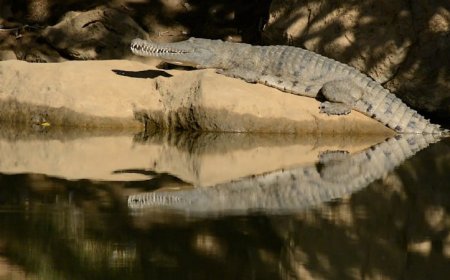 Nasty-tasting cane toads teach crocodiles a lifesaving lesson