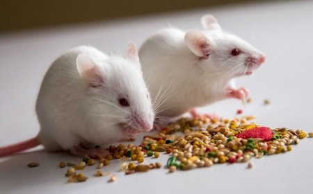 A hunger protein reverses anorexia symptoms in mice