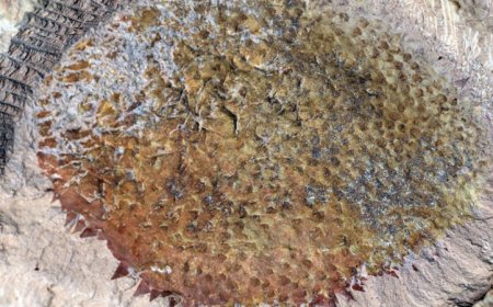 This spiky fossil shows what early mollusks looked like
