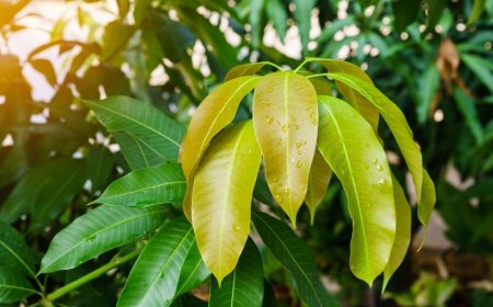Weight Loss Diet: 5 Ways Chewing Mango Leaves Can Help Lose Those Stubborn Kilos