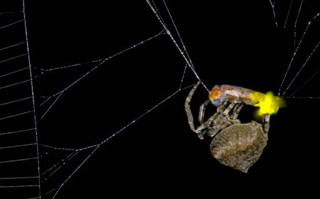 This spider uses trapped fireflies to lure in more prey
