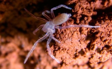 This spider makes its home in the burrows of extinct giant ground sloths