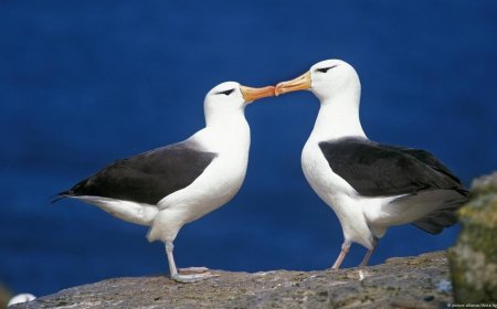 South Africa To Bomb Remote Island With Pesticides To Kill Mice: Report