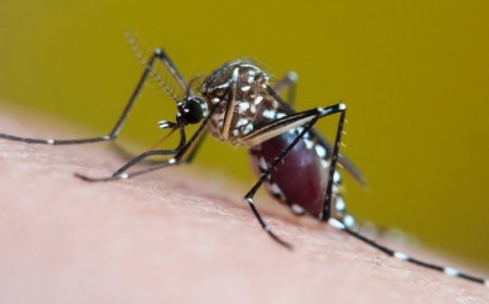 Extreme heat and rain are fueling rising cases of mosquito-borne diseases
