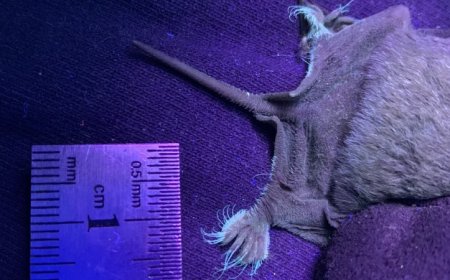 In a first, these bats were found to have toes that glow