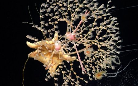 Remote seamounts in the southeast Pacific may be home to 20 new species