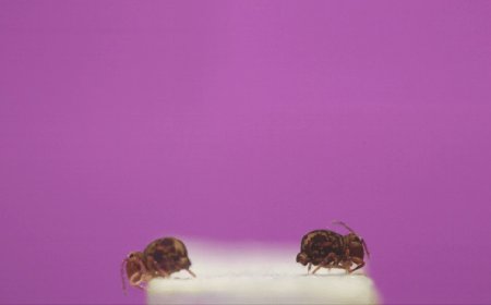 Here’s how an arthropod pulls off the world’s fastest backflip