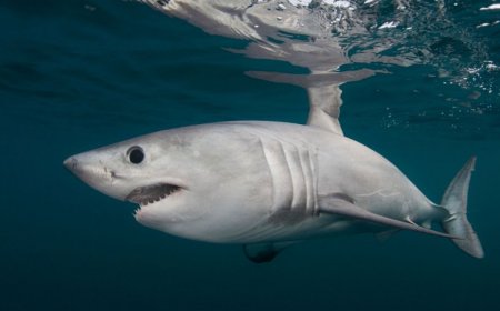 Scientists piece together clues in a shark ‘murder mystery’