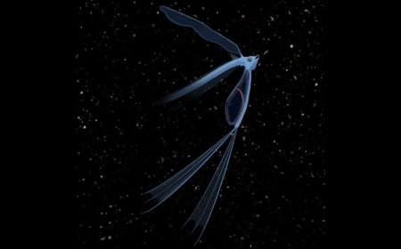 Despite new clues, this ancient fish has stumped scientists for centuries