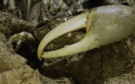 Fiddler crabs are migrating north to cooler waters