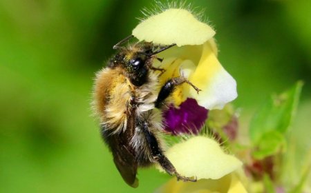 Bumblebees lose most of their sense of smell after heat waves