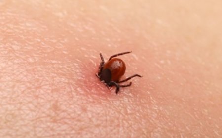 Wetland virus in China: Know causes, symptoms and treatment of this new-tick borne infection