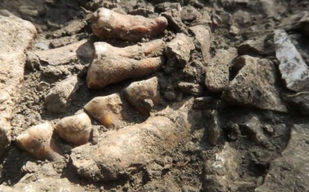 Ancient DNA unveils a previously unknown line of Neandertals