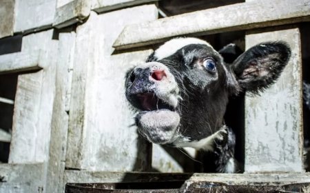 Shocking study reveals inhumane treatment and slaughter of cows and buffaloes in dairy industry