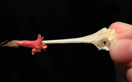 Projectile pollen helps this flower edge out reproductive competition