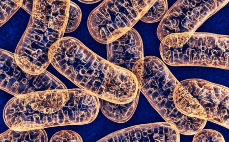 Mitochondria can sneak DNA into the nuclei of brain cells